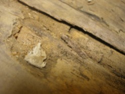 внутренний слой древесины был изъеден жучками